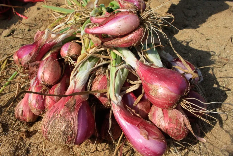 Nông dân trồng hành tím ở Quảng Ngãi trúng mùa, được giá Nông dân trồng hành tím ở Quảng Ngãi trúng mùa, được giá