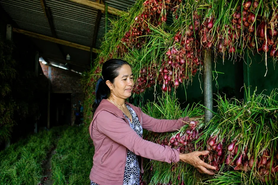 Nông dân trồng hành tím ở Quảng Ngãi trúng mùa, được giá Nông dân trồng hành tím ở Quảng Ngãi trúng mùa, được giá
