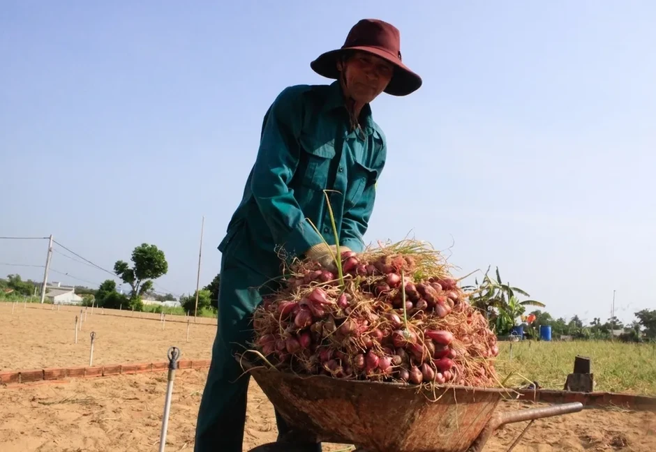 Nông dân trồng hành tím ở Quảng Ngãi trúng mùa, được giá Nông dân trồng hành tím ở Quảng Ngãi trúng mùa, được giá