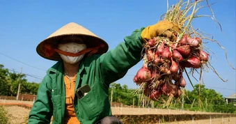 Nông dân trồng hành tím ở Quảng Ngãi trúng mùa, được giá