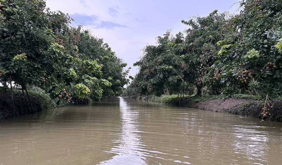 Nông sản đồng bằng sông Cửu Long trước sức ép phòng vệ thương mại Nông sản đồng bằng sông Cửu Long trước sức ép phòng vệ thương mại