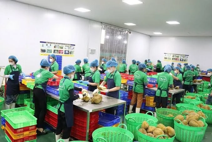 Nông sản Việt vào Italia: Hồ sơ sai một chi tiết có thể bị dừng thông quan Nông sản Việt vào Italia: Hồ sơ sai một chi tiết có thể bị dừng thông quan