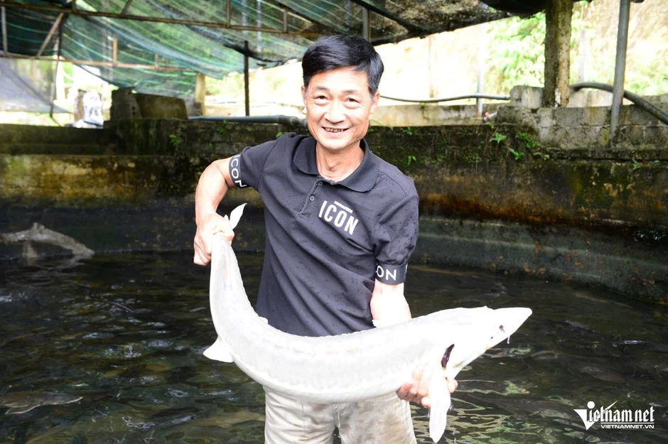 Nuôi cá tầm bằng nước suối từng hái ra tiền, nay lao đao vì giá giảm Nuôi cá tầm bằng nước suối từng hái ra tiền, nay lao đao vì giá giảm