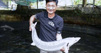 Nuôi cá tầm bằng nước suối từng hái ra tiền, nay lao đao vì giá giảm