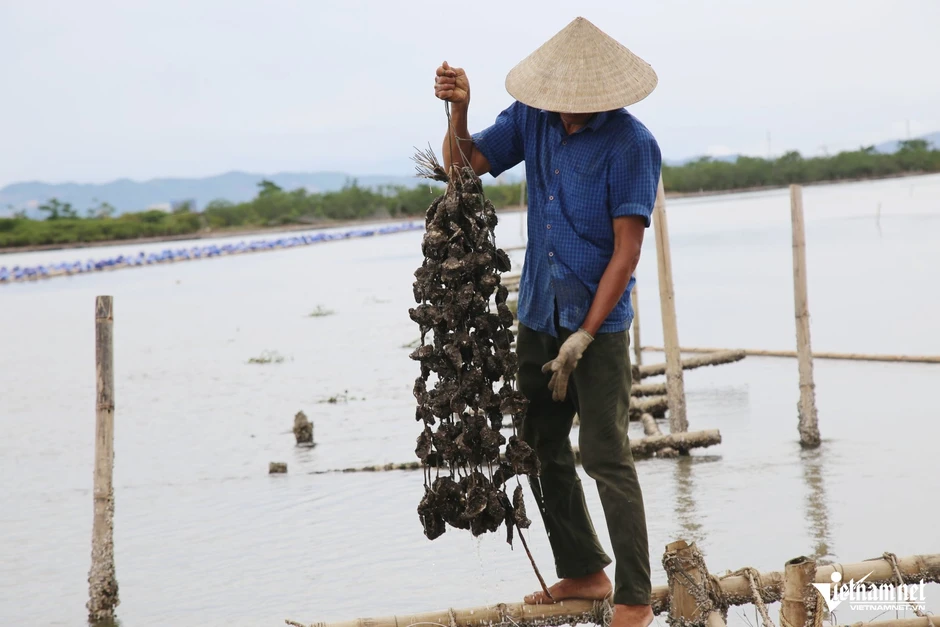 Nuôi loài không phải cho ăn, nông dân ven sông Rào Cái thu tiền tỷ