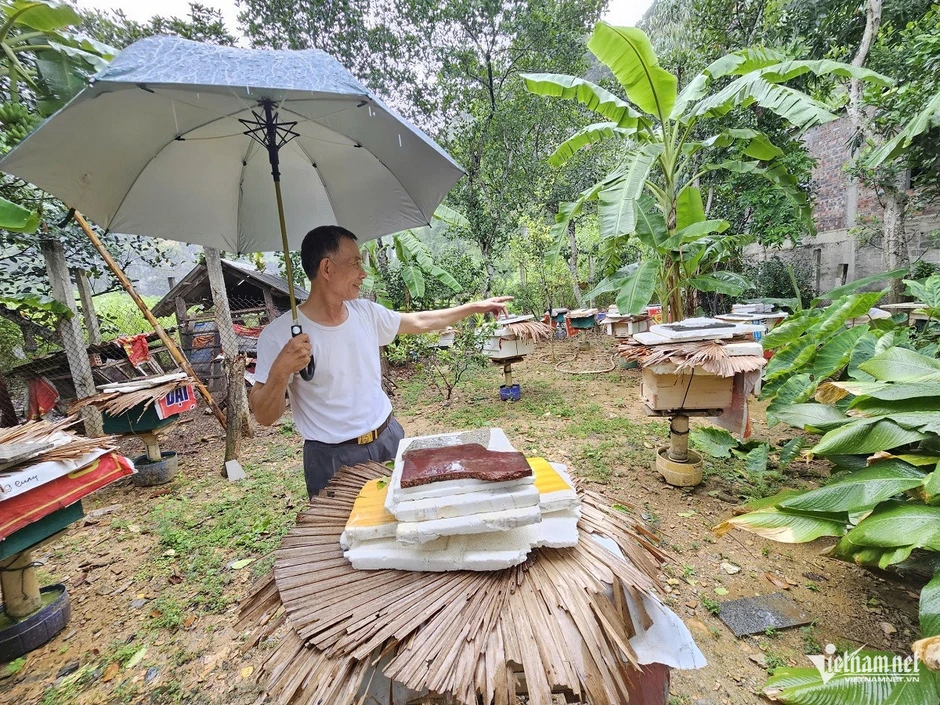 Nuôi ong sát rừng Phong Nha, thu tiền tỷ nhờ mật được bảo hộ thương hiệu Nuôi ong sát rừng Phong Nha, thu tiền tỷ nhờ mật được bảo hộ thương hiệu