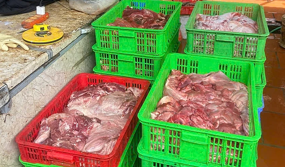 Phát hiện cơ sở kinh doanh thịt heo mắc bệnh dịch tả châu Phi Phát hiện cơ sở kinh doanh thịt heo mắc bệnh dịch tả châu Phi