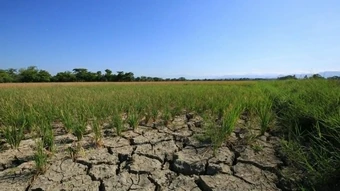 Philippines tiếp tục nhập khẩu gạo vì lo ngại El Niño