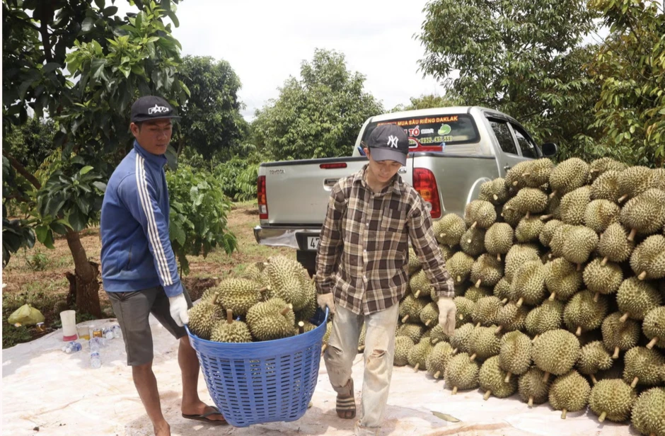 Phó Cục trưởng cảnh báo: Sầu riêng phát triển quá nóng, nguy cơ khủng hoảng thừa