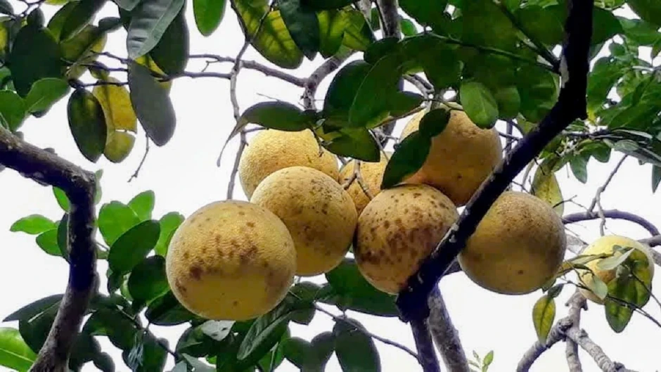 Phú Thọ có trên 4.200 ha cam, bưởi đặc sản có thương hiệu, chỉ dẫn địa lý Phú Thọ có trên 4.200 ha cam, bưởi đặc sản có thương hiệu, chỉ dẫn địa lý