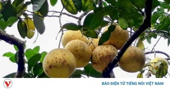 Phú Thọ có trên 4.200 ha cam, bưởi đặc sản có thương hiệu, chỉ dẫn địa lý