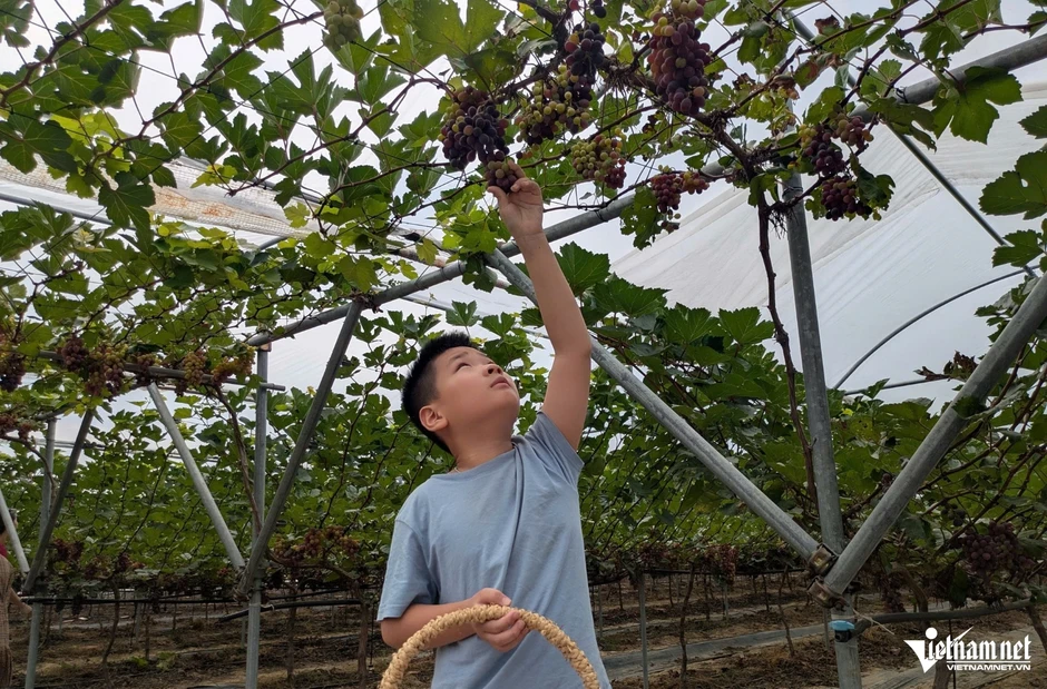 Rời Hàn Quốc về quê trồng loại nho ‘quý tộc’, thu 4 tỷ đồng mỗi năm Rời Hàn Quốc về quê trồng loại nho ‘quý tộc’, thu 4 tỷ đồng mỗi năm