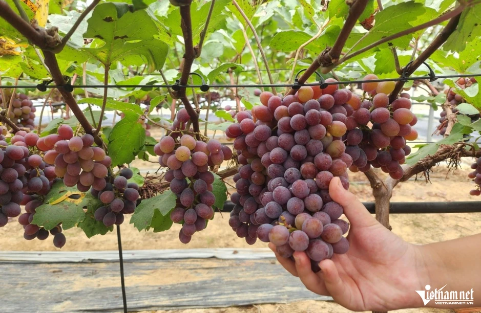 Rời Hàn Quốc về quê trồng loại nho ‘quý tộc’, thu 4 tỷ đồng mỗi năm Rời Hàn Quốc về quê trồng loại nho ‘quý tộc’, thu 4 tỷ đồng mỗi năm