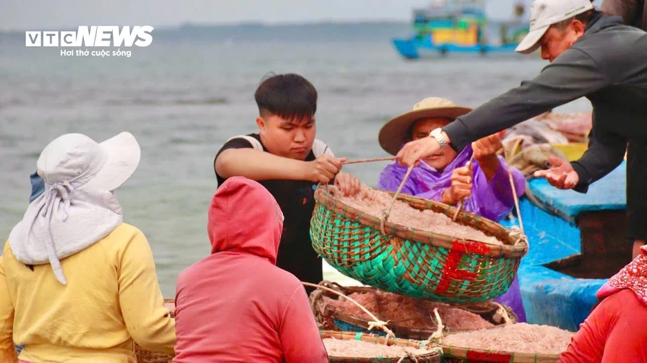 Ruốc đỏ au xuất hiện dày đặc ở vùng biển gần bờ, ngư dân bội thu Ruốc đỏ au xuất hiện dày đặc ở vùng biển gần bờ, ngư dân bội thu