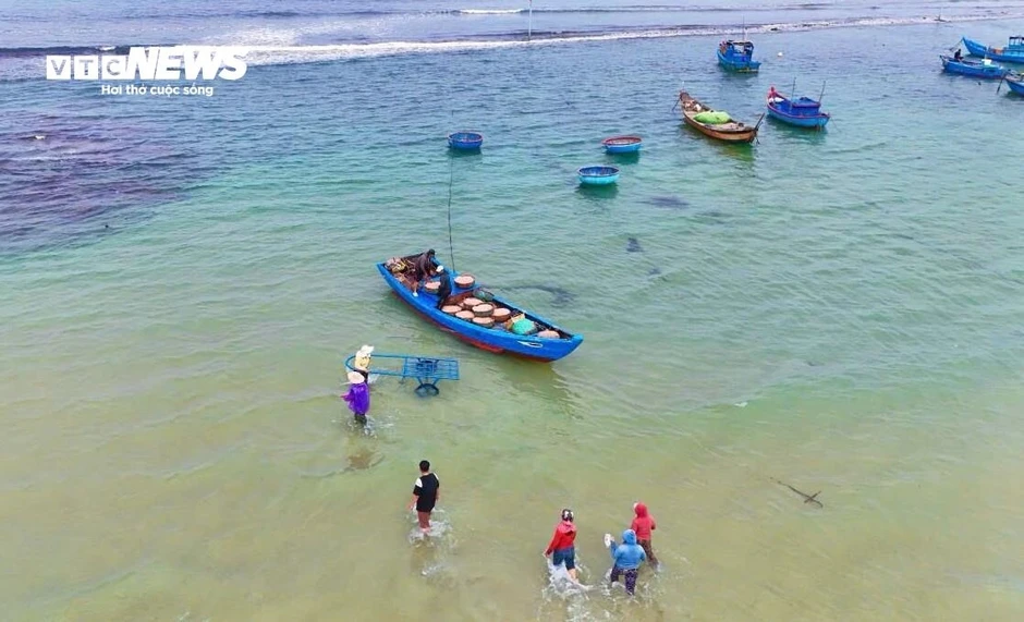 Ruốc đỏ au xuất hiện dày đặc ở vùng biển gần bờ, ngư dân bội thu Ruốc đỏ au xuất hiện dày đặc ở vùng biển gần bờ, ngư dân bội thu
