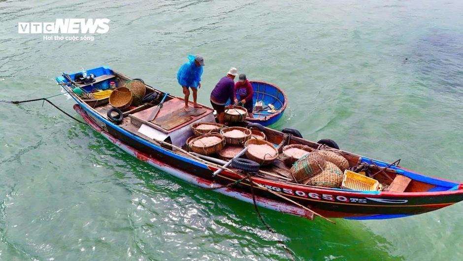 Ruốc đỏ au xuất hiện dày đặc ở vùng biển gần bờ, ngư dân bội thu Ruốc đỏ au xuất hiện dày đặc ở vùng biển gần bờ, ngư dân bội thu