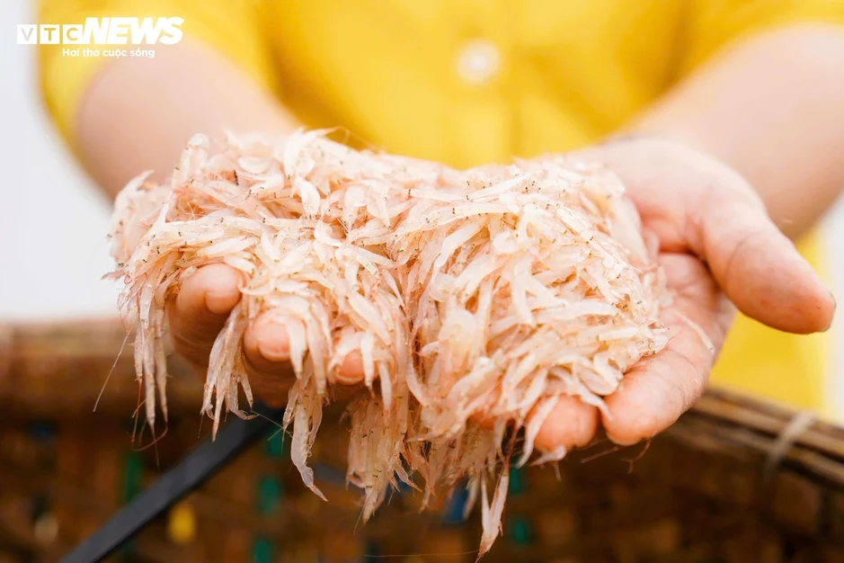Ruốc đỏ au xuất hiện dày đặc ở vùng biển gần bờ, ngư dân bội thu Ruốc đỏ au xuất hiện dày đặc ở vùng biển gần bờ, ngư dân bội thu