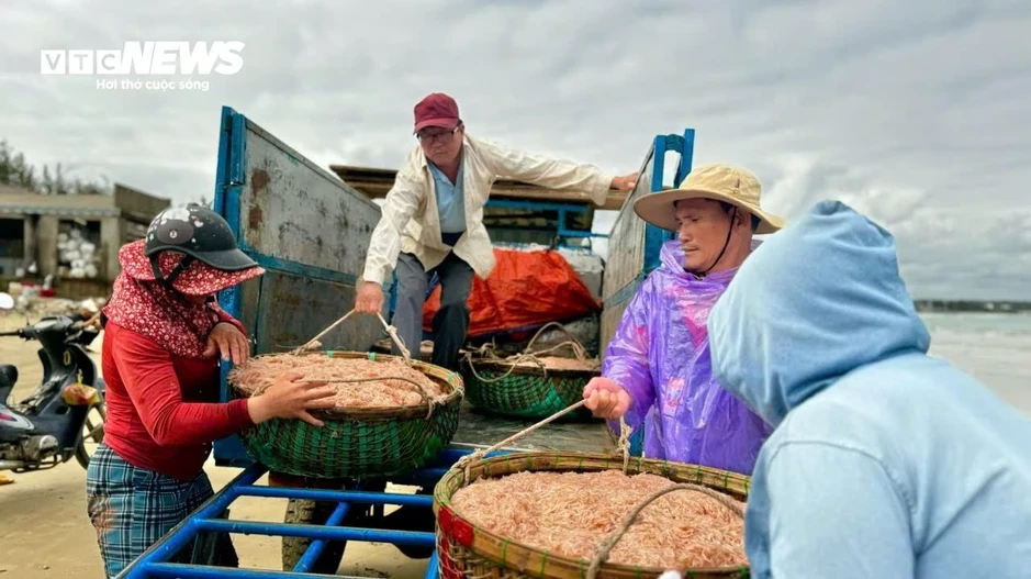 Ruốc đỏ au xuất hiện dày đặc ở vùng biển gần bờ, ngư dân bội thu Ruốc đỏ au xuất hiện dày đặc ở vùng biển gần bờ, ngư dân bội thu