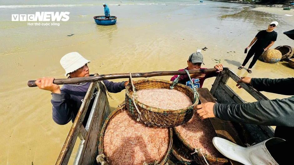 Ruốc đỏ au xuất hiện dày đặc ở vùng biển gần bờ, ngư dân bội thu Ruốc đỏ au xuất hiện dày đặc ở vùng biển gần bờ, ngư dân bội thu