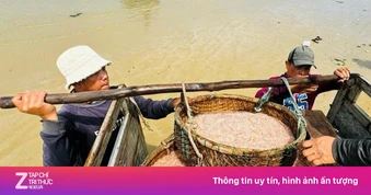 Ruốc đỏ au xuất hiện dày đặc ở vùng biển gần bờ, ngư dân bội thu