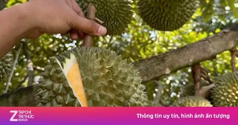 Sản lượng tăng 'nóng', ngành sầu riêng đối mặt loạt điểm nghẽn