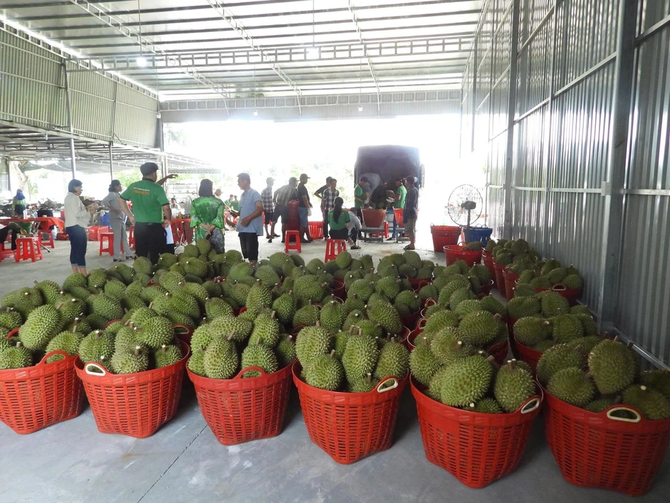 Sầu riêng chín đầy vườn nhưng không xuất khẩu được, nông dân lo lắng Sầu riêng chín đầy vườn nhưng không xuất khẩu được, nông dân lo lắng