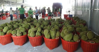Sầu riêng chín đầy vườn nhưng không xuất khẩu được, nông dân lo lắng