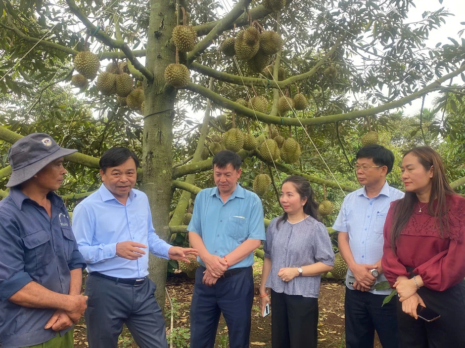 Sầu riêng Đắk Lắk gặp vướng mắc gì? Sầu riêng Đắk Lắk gặp vướng mắc gì?