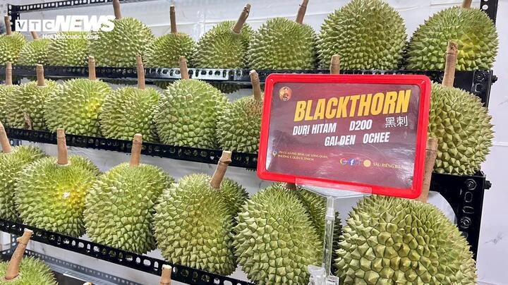 Sầu riêng gai đen tiền triệu mỗi trái vẫn ‘cháy hàng’ Sầu riêng gai đen tiền triệu mỗi trái vẫn ‘cháy hàng’