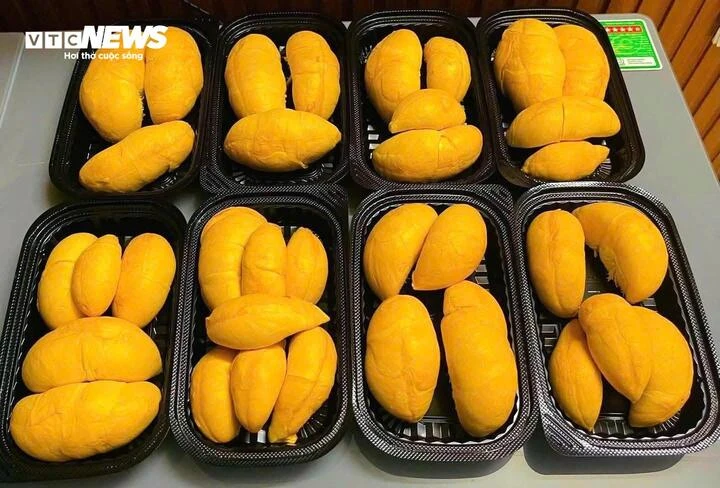 Sầu riêng gai đen tiền triệu mỗi trái vẫn ‘cháy hàng’ Sầu riêng gai đen tiền triệu mỗi trái vẫn ‘cháy hàng’