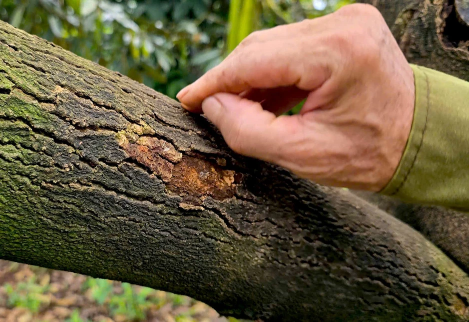 Sầu riêng Gia Lai chết hàng loạt Sầu riêng Gia Lai chết hàng loạt
