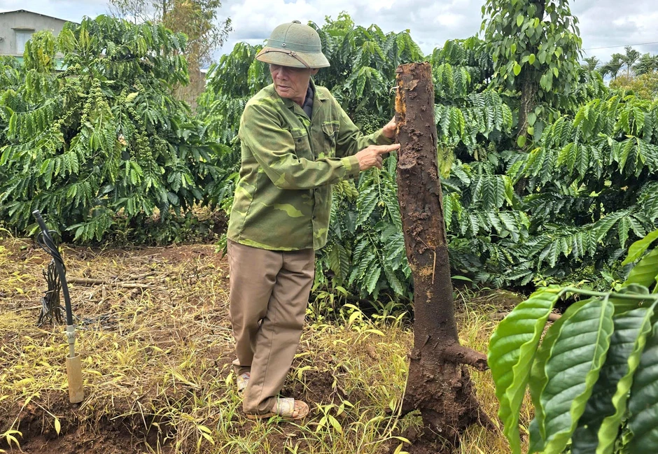 Sầu riêng Gia Lai chết hàng loạt Sầu riêng Gia Lai chết hàng loạt