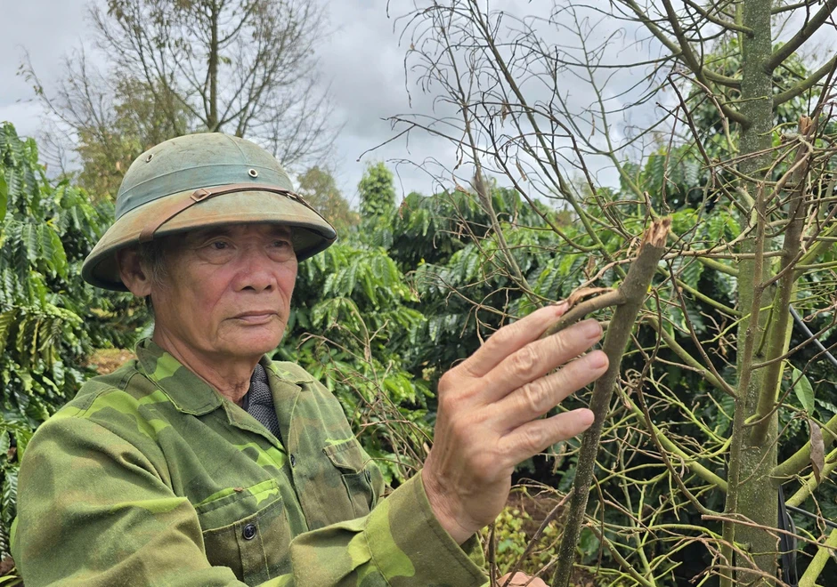 Sầu riêng Gia Lai chết hàng loạt Sầu riêng Gia Lai chết hàng loạt