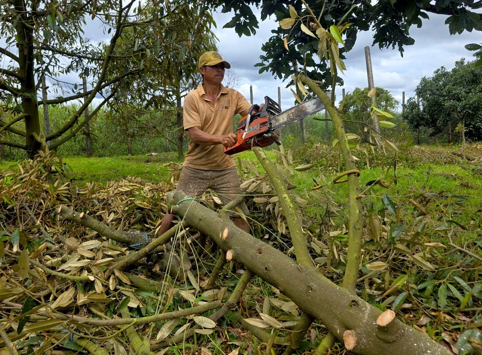 Sầu riêng Gia Lai chết hàng loạt Sầu riêng Gia Lai chết hàng loạt