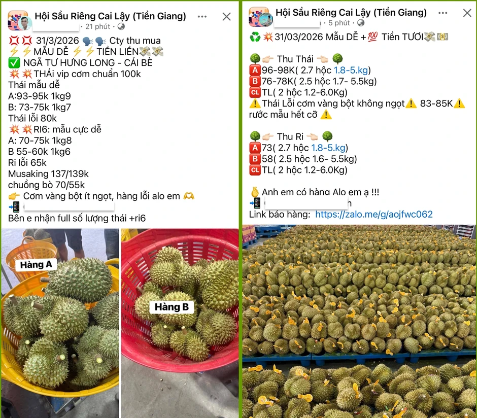 Sầu riêng giảm giá sâu, thương lái thu mua ồ ạt, nhà vườn neo cây chờ Sầu riêng giảm giá sâu, thương lái thu mua ồ ạt, nhà vườn neo cây chờ