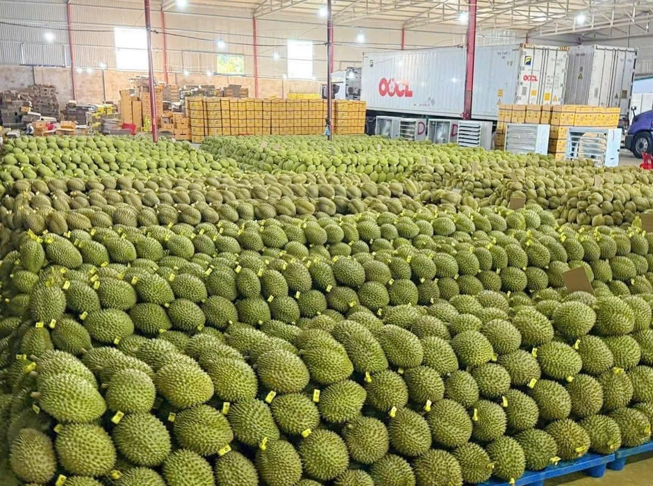 Sầu riêng giảm giá sâu, thương lái thu mua ồ ạt, nhà vườn neo cây chờ Sầu riêng giảm giá sâu, thương lái thu mua ồ ạt, nhà vườn neo cây chờ