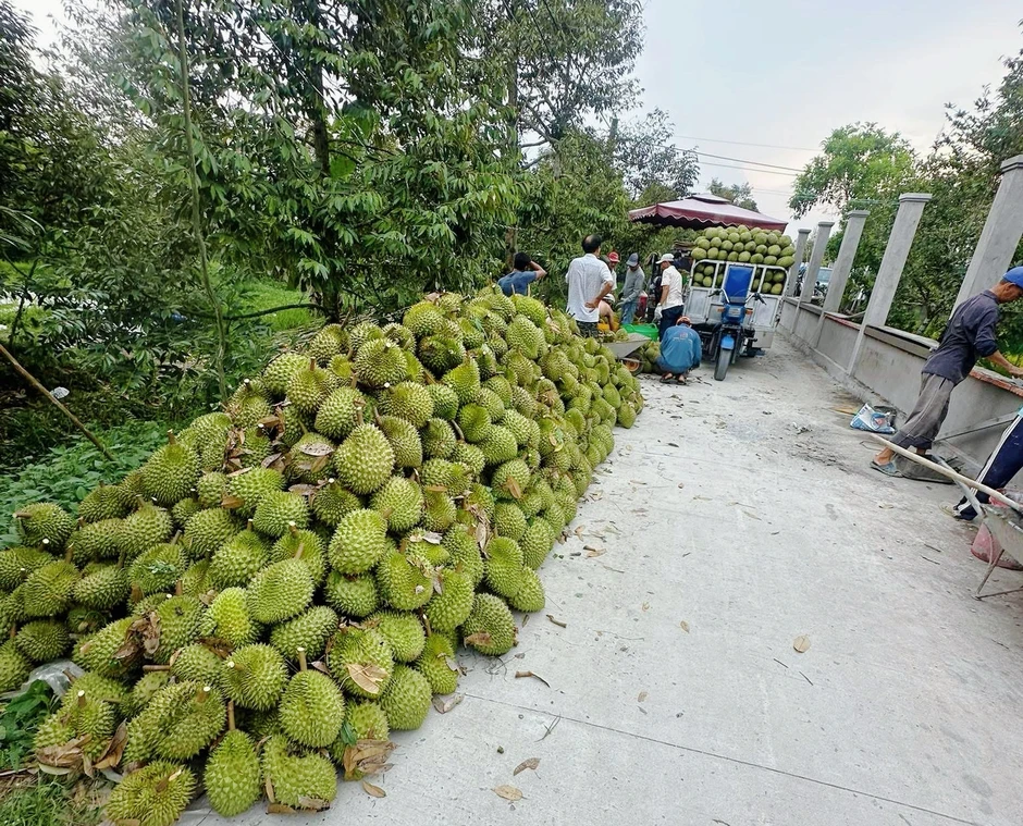 Sầu riêng giảm giá sâu, thương lái thu mua ồ ạt, nhà vườn neo cây chờ Sầu riêng giảm giá sâu, thương lái thu mua ồ ạt, nhà vườn neo cây chờ