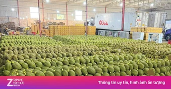 Sầu riêng giảm giá sâu, thương lái thu mua ồ ạt, nhà vườn neo cây chờ
