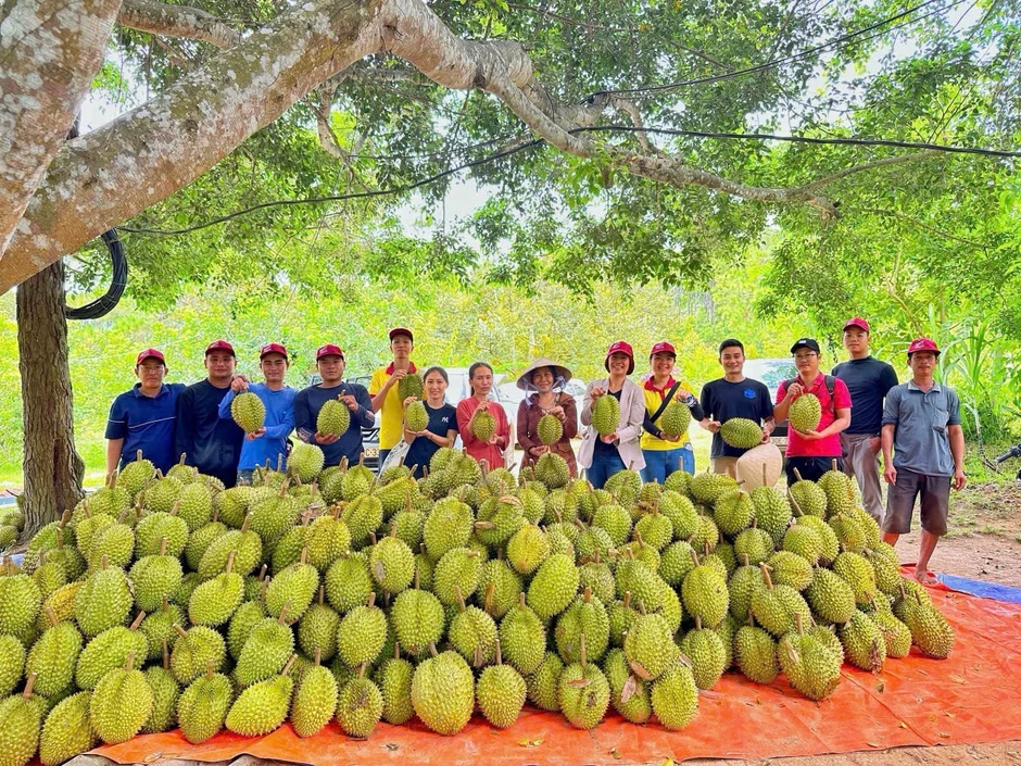 Sầu riêng lao dốc, hàng sạch chuẩn kiểm định vẫn bán giá cao Sầu riêng lao dốc, hàng sạch chuẩn kiểm định vẫn bán giá cao