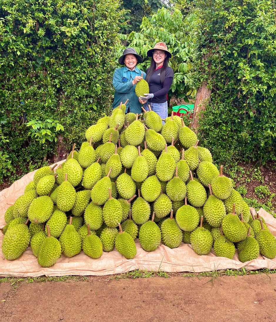 Sầu riêng Musang King rẻ chưa từng có Sầu riêng Musang King rẻ chưa từng có