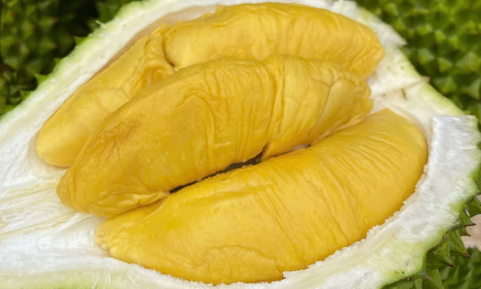 Sầu riêng Musang King rẻ chưa từng có Sầu riêng Musang King rẻ chưa từng có