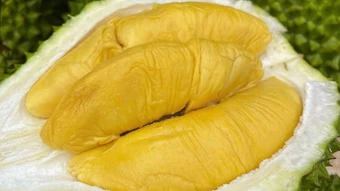 Sầu riêng Musang King rẻ chưa từng có