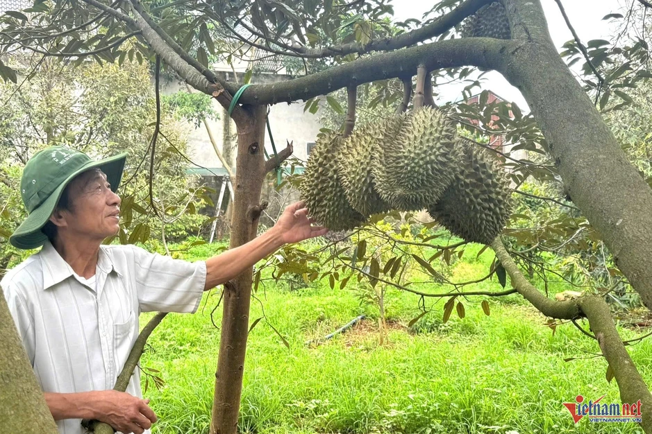Sầu riêng nhiều vườn ở Đắk Lắk 'xấu mã', thương lái đổi cách mua Sầu riêng nhiều vườn ở Đắk Lắk 'xấu mã', thương lái đổi cách mua