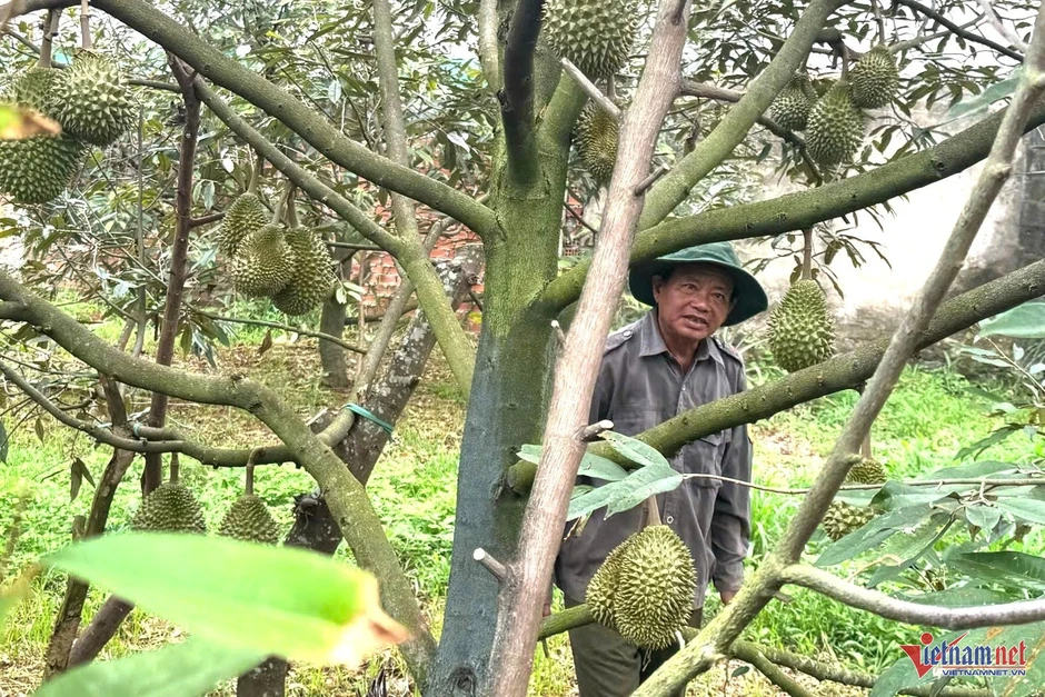 Sầu riêng nhiều vườn ở Đắk Lắk 'xấu mã', thương lái đổi cách mua Sầu riêng nhiều vườn ở Đắk Lắk 'xấu mã', thương lái đổi cách mua