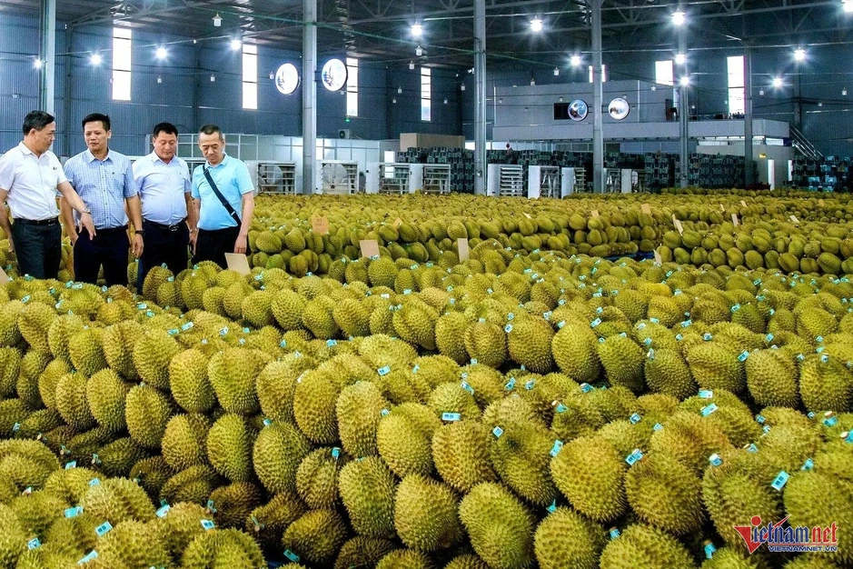 Sầu riêng nhiều vườn ở Đắk Lắk 'xấu mã', thương lái đổi cách mua Sầu riêng nhiều vườn ở Đắk Lắk 'xấu mã', thương lái đổi cách mua