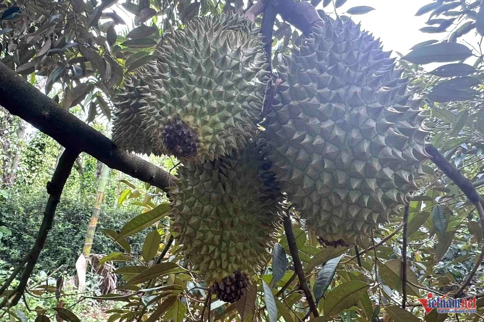 Sầu riêng nhiều vườn ở Đắk Lắk 'xấu mã', thương lái đổi cách mua Sầu riêng nhiều vườn ở Đắk Lắk 'xấu mã', thương lái đổi cách mua