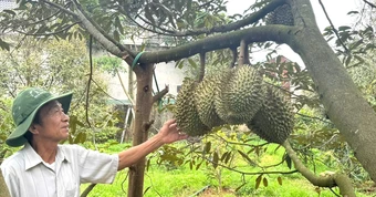 Sầu riêng nhiều vườn ở Đắk Lắk 'xấu mã', thương lái đổi cách mua