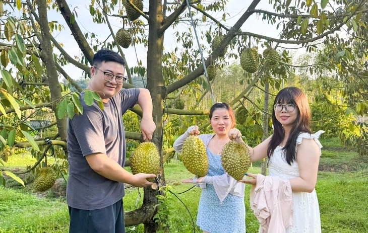 Sầu riêng ở đất đảo Phú Quốc giá cao, hút hàng Sầu riêng ở đất đảo Phú Quốc giá cao, hút hàng
