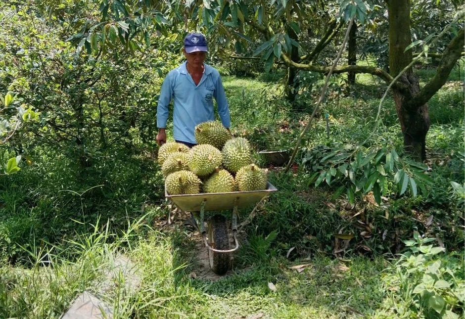 Sầu riêng rớt giá: Kẻ cười, người khóc Sầu riêng rớt giá: Kẻ cười, người khóc