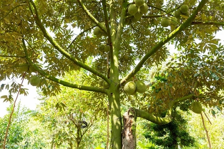 Sầu riêng rớt giá: Lối ra nào cho 'vua' trái cây?